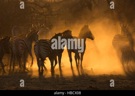 Ebenen Zebra (Equus Quagga), Zimanga private Game reserve, KwaZulu-Natal, Südafrika Stockfoto