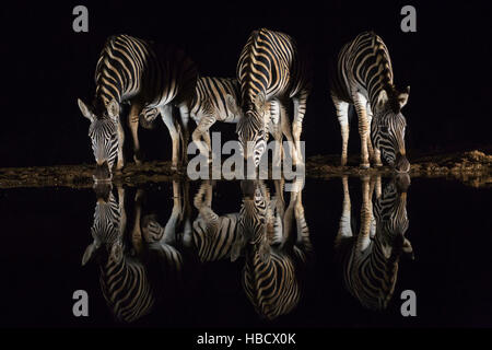 Ebenen Zebra (Equus Quagga) trinken in der Nacht, Zimanga private Game reserve, KwaZulu-Natal, Südafrika Stockfoto