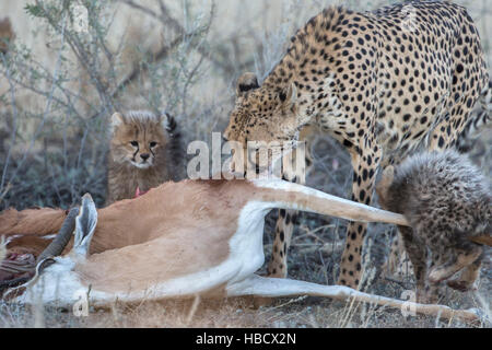 Gepard (Acinonyx Jubatus) mit jungen auf Springbock töten, Kgalagadi Transfronter Park, Northern Cape, Südafrika Stockfoto