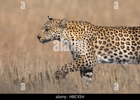 Leopard weibliche (Panthera Pardus), Kgalagadi Transfrontier Park, Südafrika Stockfoto