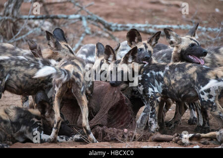 Afrikanische Wildhunde (LYKAON Pictus) Fütterung auf Warzenschwein, Zimanga private Game reserve, KwaZulu-Natal, Südafrika Stockfoto