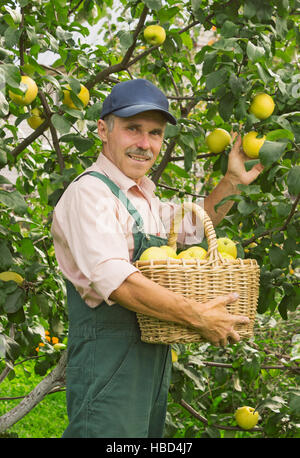 Mann nimmt die Äpfel im Garten im September Stockfoto