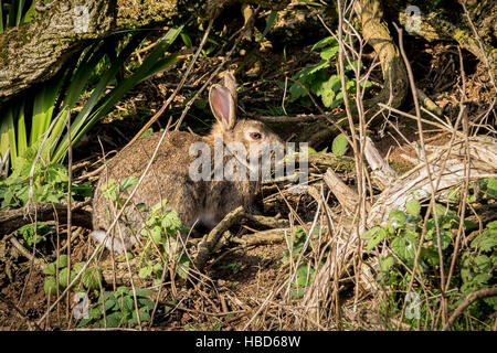 Ein wildes Kaninchen versteckt unter der Vegetation. Orytolagus cuniculus. Stockfoto