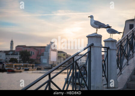 Möwe auf der Oberseite die steinerne Treppe Stockfoto