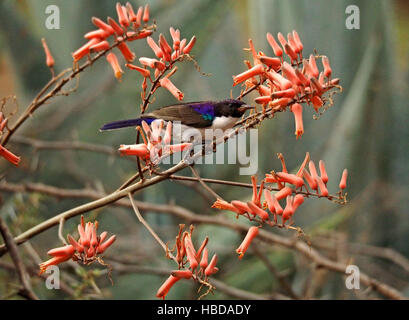 Östlichen violett-backed Sunbird (Anthreptes Orientalis) Fütterung auf Blumen Aloe Arten am Lake Baringo Rift Valley in Kenia Stockfoto