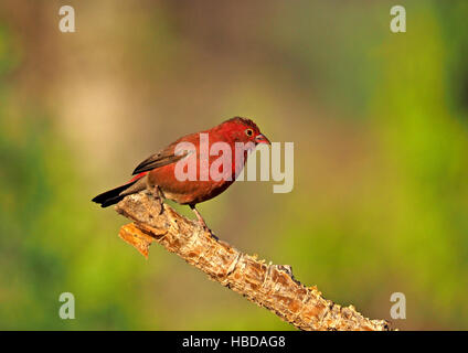 Männliche Red-Billed Firefinch (Lagonosticta Senegala) thront auf der Spitze der abblätternden Filiale am Lake Baringo Rift Valley Kenia Afrika Stockfoto