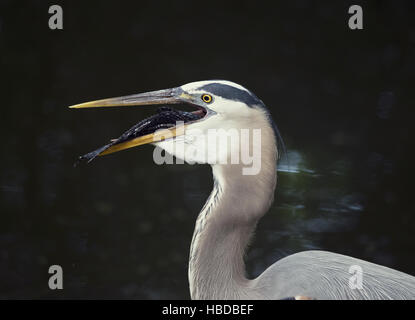 Great Blue Heron Stockfoto