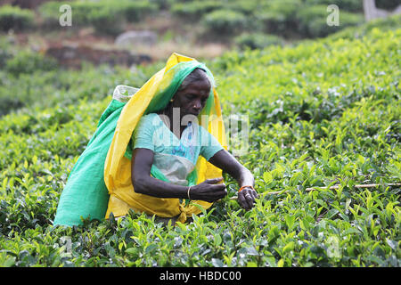 Tee Ernte hinterlässt auf Sri Lanka. Stockfoto