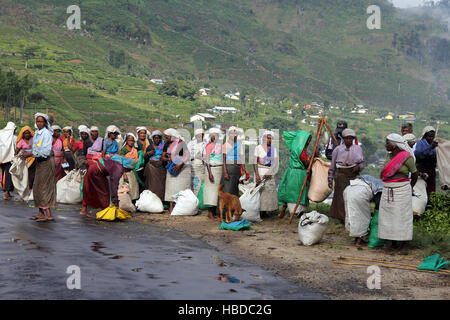 Frauen verkaufen geernteten Teeblätter auf Sri Lanka. Stockfoto