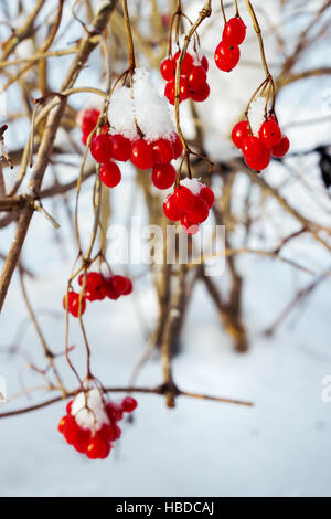 Viburnum, auf den Zweigen im Februar Stockfoto