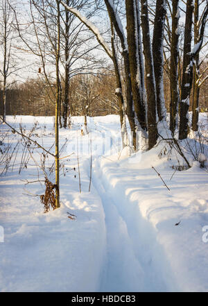 Loipe im Tiefschnee Stockfoto