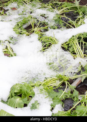 Verdorrte Gemüse Bäume auf Bauernhof durch Kälte, ob Potherb Senf Mizuna oder Kyona genannt Stockfoto
