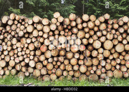 Gemeine Fichte (Picea Abies), Speicher für Protokolle eine nach einem