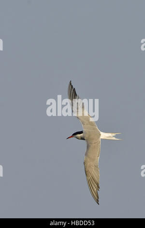 Seeschwalbe Stockfoto