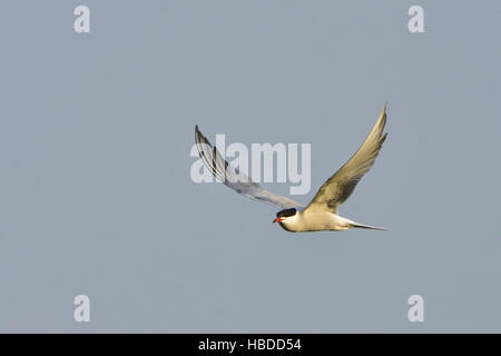 Seeschwalbe Stockfoto