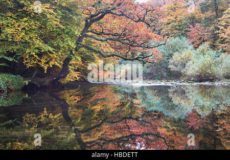 Der Fluss Dart mit Herbstfarben der Bäume auf der Durchreise Hembury Wood in Devon, Großbritannien Stockfoto