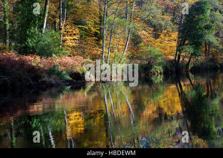 Farben der Herbst Blätter spiegelt sich in den Fluss Dart, wie es in der Nähe von Holne Brücke in Devon, UK fließt Stockfoto