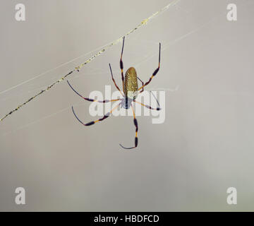 Golden Silk Orb-Weaver Spider Stockfoto