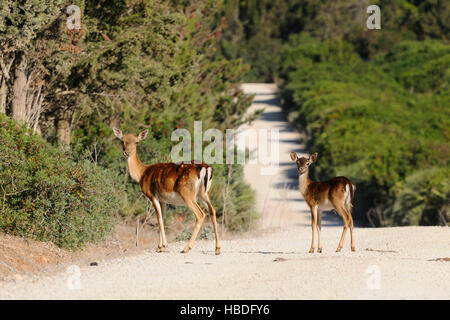 Damhirsch (Cervus Dama / Dama Dama) Damhirschkuh mit Kitz in Grünland am Waldrand im Herbst, Capo Caccia, Sardiania, Italien Stockfoto