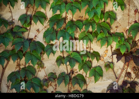 Zweig der dekorative Trauben an Wand Stockfoto