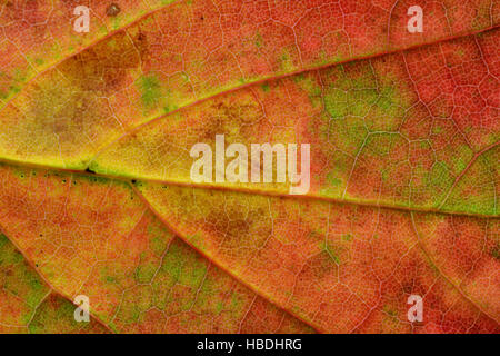 Maple Leaf Nahaufnahme zeigt Herbst (Herbst) Farben Stockfoto