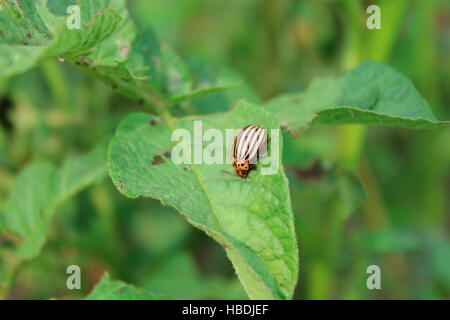 Colorado gefräßige Bug sitzt auf dem Blatt der Kartoffel Stockfoto