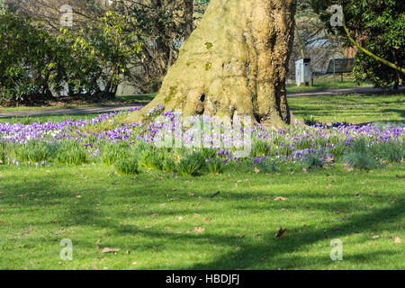 Krokusse mit Baum auf einer Wiese. Stockfoto