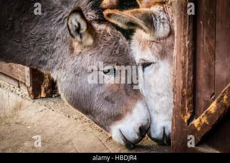 Esel in der Liebe Stockfoto