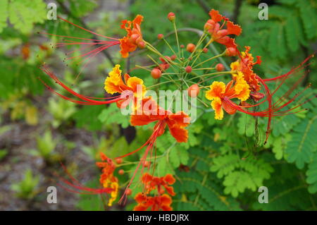 Orange und gelbe Caesalpinia Pulcherrima Blumen, eine tropische Pflanzen auch genannt Poinciana Stockfoto