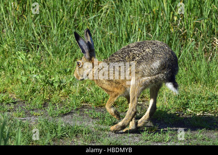 Feldhase Stockfoto