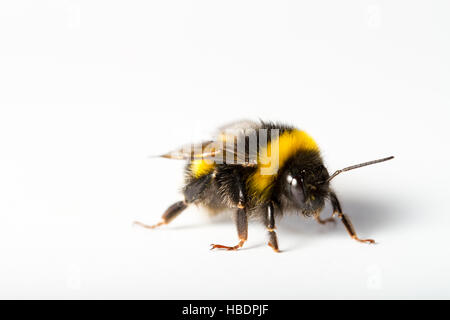 Hummel, Makro-Fotografie Stockfoto