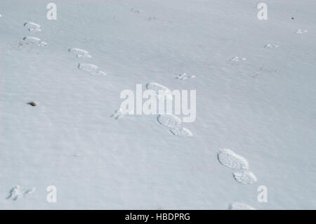 Spuren von Grauhörnchen und Mann überqueren Sie leichter Schneefall. Stockfoto