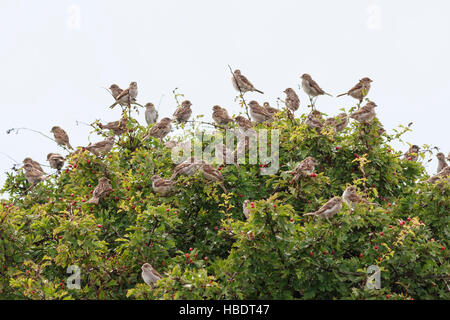 Haussperling Herde in Hawthorn Stockfoto