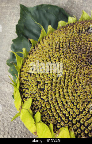 Leiter der reif Sonnenblume Stockfoto