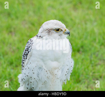 Nahaufnahme von Falcon Raubvogel Stockfoto