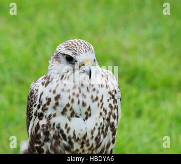 Nahaufnahme von einem Saker Falcon Raptor Stockfoto