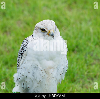 Nahaufnahme von Falcon Raubvogel Stockfoto