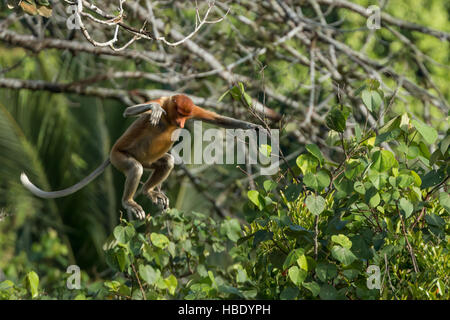 Nasenaffe (Nasalis Larvatus) springen zwischen den Bäumen in Mangroven in der Nähe der Hauptstadt in Brunei, Bandar Seri Begawan. Stockfoto