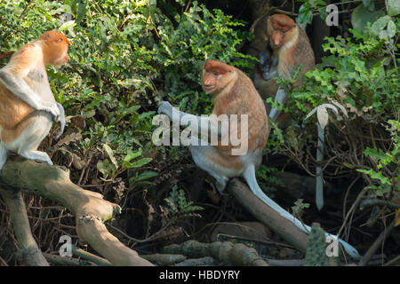 Gruppe von Nasenaffen (Nasalis Larvatus) in Mangroven in der Nähe der Hauptstadt in Brunei, Bandar Seri Begawan Stockfoto