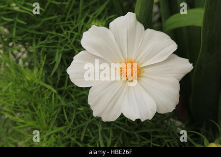 Cosmos bipinnatus Stockfoto