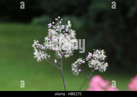 Größere Wiesenraute Thalictrum aquilegifolium Stockfoto