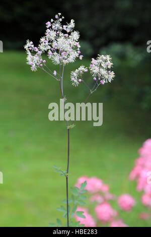 Größere Wiesenraute Thalictrum aquilegifolium Stockfoto