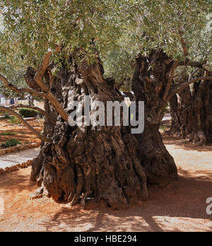 Eine Olive Bäume im Garten Getsemani Stockfoto