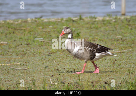 Kanada Graugänse Hybrid Stockfoto