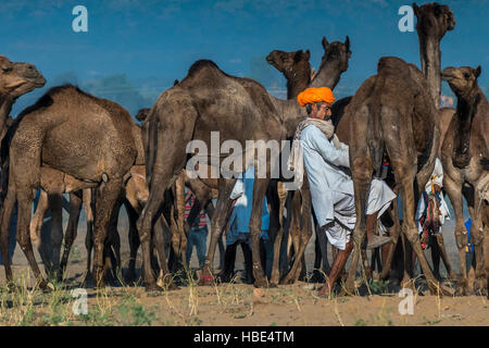 Kamel Herder Melken Morgen um jährliche Pushkar fair / Mela, Rajasthan, Indien. Stockfoto