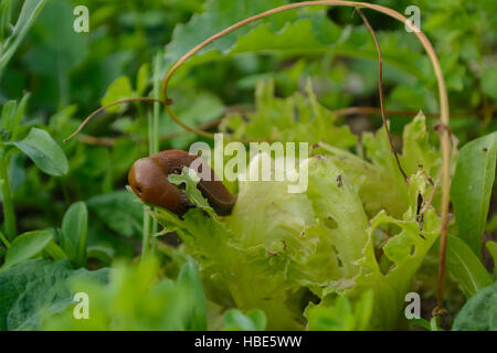 Nacktschnecke Im Garten Frisst Grünen Salat Stockfoto