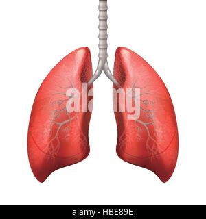 Menschliche Lunge isoliert auf weißem Hintergrund. 3D illustration Stock Vektor