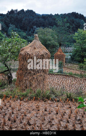 Die geernteten Reisfelder des Dorfes Matang Gejia Dong in der chinesischen Provinz Guizhou sind malerisch. Stockfoto