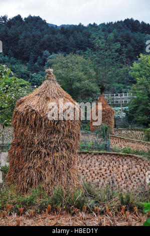 Die geernteten Reisfelder des Dorfes Matang Gejia Dong in der chinesischen Provinz Guizhou sind malerisch. Stockfoto