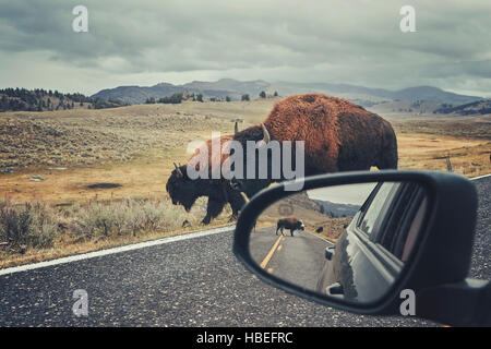 Retro getönten Foto des amerikanischen Bisons (Bison Bison) auf einer Straße gesehen von Auto Fahrersitz im Grand-Teton-Nationalpark, Wyoming, USA. Stockfoto